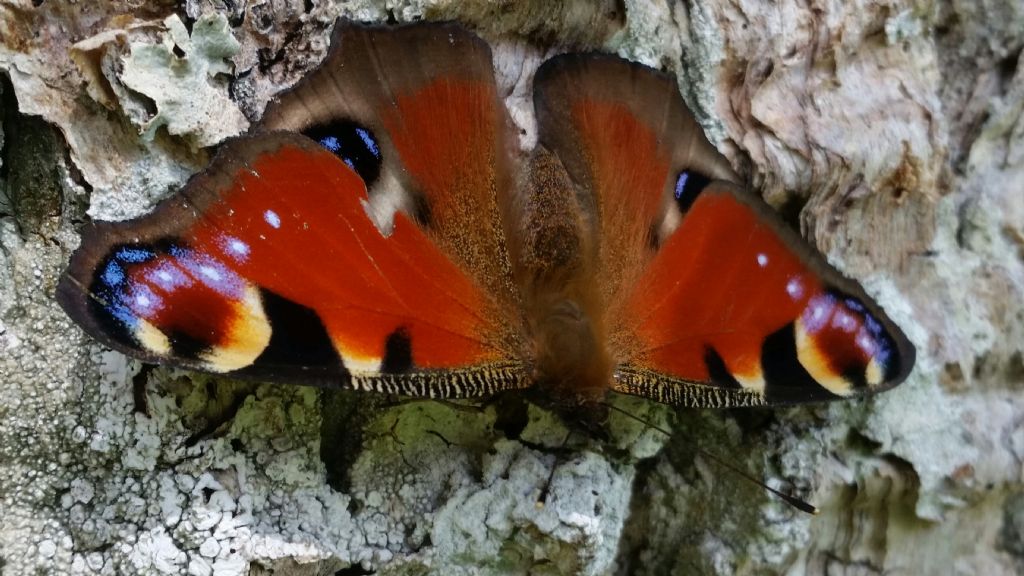 Riconoscimento farfalla1? Aglais io - Nymphalidae